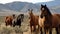 Horse herd run on pasture against beautiful landscape