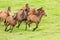 Horse herd running