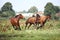 Horse herd running free at the field