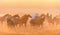 Horse herd sunrise