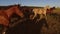 Horse herd walking on meadow.