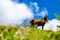Horse on a hilltop. Dargaville New Zealand