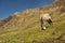 Horse in Himalayas