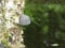 Horse Hoof fungi growing on a River Birch tree