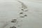 Horse Hoof Prints on Sandy Beach