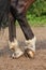 Horse hoofs with horseshoe close up