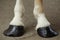 Horse Hooves