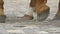 Horse Hooves on Cobblestone