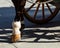 Horse hooves on the flagstones