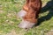 Horse hooves on the grass in spring