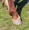 Horse hooves on the grass in spring