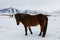 Horse Iceland
