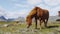 Horse - Icelandic horses on Iceland. Beautiful Icelandic horse standing on field