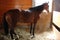 Horse inside barn at Amish village