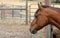 Horse introduces himself on an Oregon farm