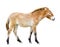 Horse isolated on white. Young Przewalski horse or Dzungarian horse full length. Zoo animals. Wild horse.