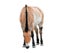 Horse isolated on white. Young Przewalski horse or Dzungarian horse full length. Zoo animals. Wild horse