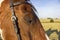 Horse and its shadow and detail of his closed eye