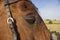 Horse and its shadow and detail of his eye