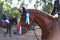 Horse jumping contest. Equestrian sports. Horsegirl sitting in saddle