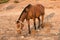 Horse in Karpaz