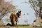 Horse at Lake Chapala, Mexico