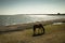 Horse at lake Managua in Granada, Nicaragua