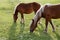 Horse landscape in green meadow Pyrenees