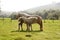 Horse landscape in green meadow Pyrenees