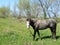 Horse large against green grass