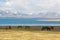 The horse in a large meadow at Song kul lake , Naryn of Kyrgyzstan