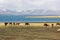 The horse in a large meadow at Song kul lake , Naryn of Kyrgyzstan