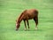 Horse on lawn, grazing land for horses