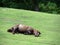 Horse on lawn, grazing land for horses