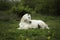 A horse laying down in field