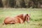 Horse laying in the grass in green field in summer