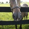 Horse leaning over fence