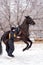 Horse leaping with handler in snowy enclosure. Dressage