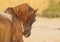 horse in a leather halter with chain