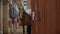 A horse in leather reins standing in a stable