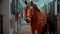 A horse in leather reins standing in a stable tied