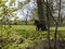 Horse by Leeds Liverpool Canal at Salterforth in the beautiful countryside on the Lancashire Yorkshire border in Northern England