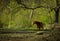 A horse left lonely in a forest pasture in the national park of Dalby SÃ¶derskog in southern Sweden