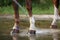 Horse legs being washed with water from hose