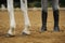 Horse legs and human legs