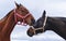 horse licking head of the black horse on the sky background