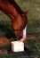 Horse Licking Salt