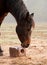 Horse licking on a salt block