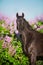 Horse on lilac