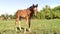 Horse little animal mamal nature foal